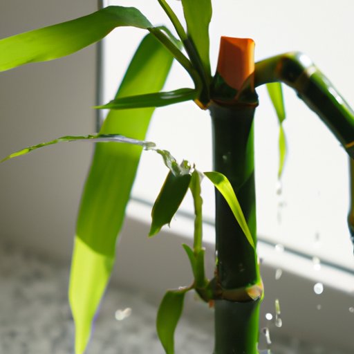 Caring for Indoor Bamboo Plants: A Comprehensive Guide