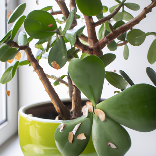 How to Take Care of a Money Tree: Choosing the Right Pot, Watering, Lighting and Pruning