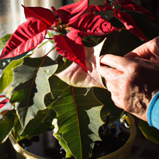 How to Care for Poinsettias: Sunlight, Watering, Fertilizing, and Pruning