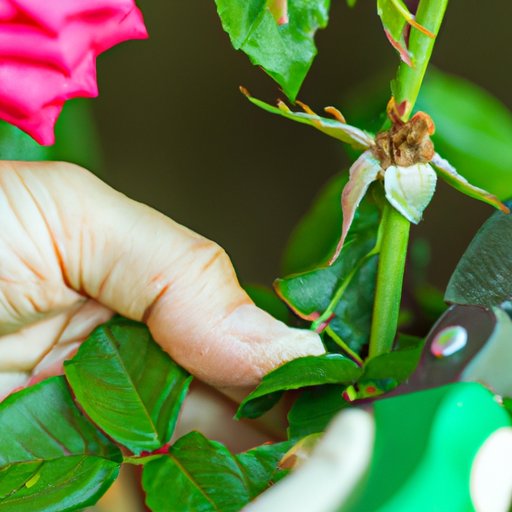 Rose Care – Planting, Watering, Pruning, Fertilizing, and Controlling Pests and Diseases