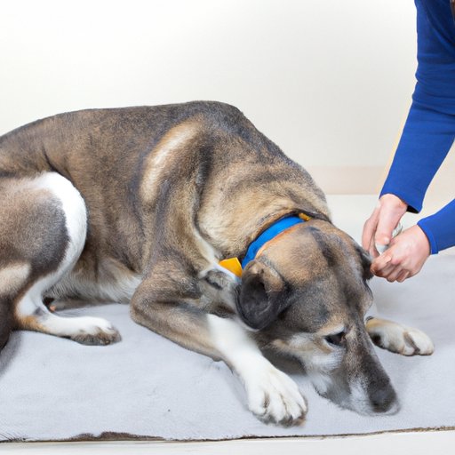 How to Treat a Limping Dog at Home – A Comprehensive Guide