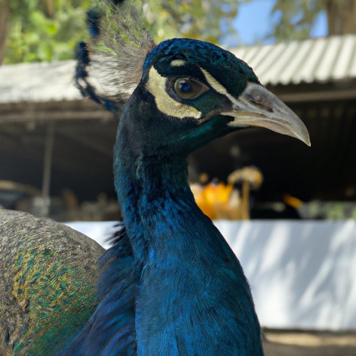 Is a Peacock Worth It? Pros and Cons of Owning a Peacock