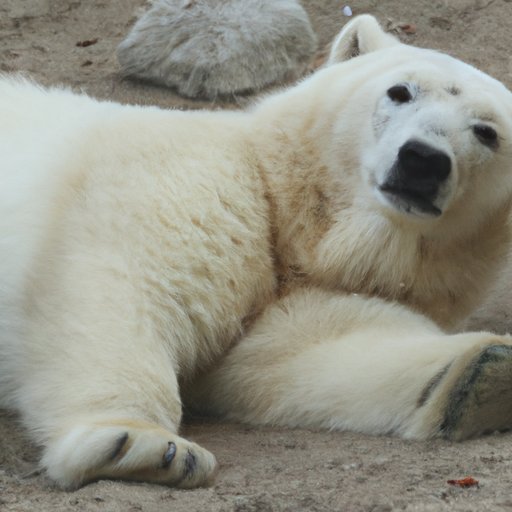 Is Polar Bear Skin Black? Investigating the Science Behind Polar Bear Fur Color