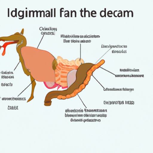 What Animal Has the Most Stomachs? Exploring the Digestive System of Different Species