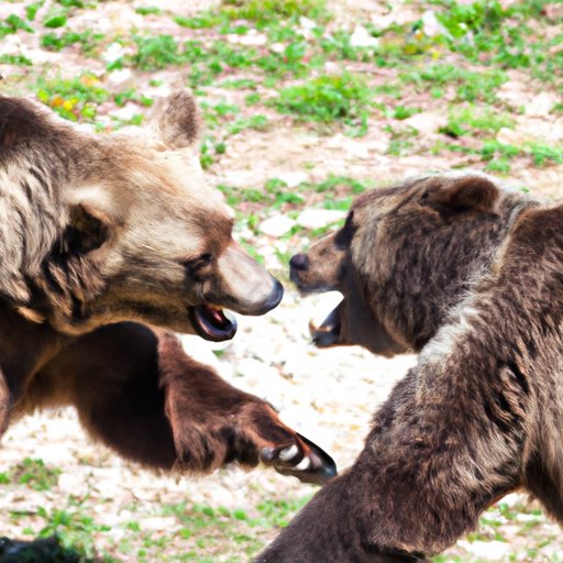 What Bear Is the Most Aggressive? An Exploration of the Different Species and Causes of Aggression
