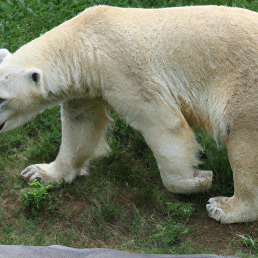 What Color is Polar Bear Skin? Exploring the Fascinating Adaptations of Polar Bears