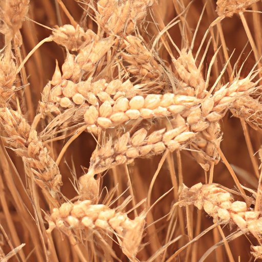 What Country Produces the Most Wheat? A Comprehensive Look at Global Production