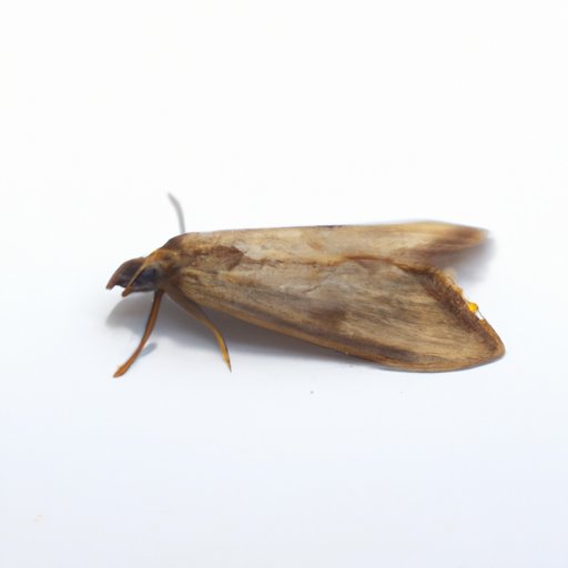 What Do Clothes Moths Look Like? A Comprehensive Guide to Identifying Different Types of Clothes Moths