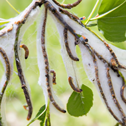 What Do Tent Caterpillars Turn Into? A Guide to Their Life Cycle and Impact on Ecosystems
