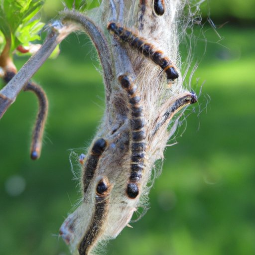 What Do Tent Caterpillars Turn Into? Exploring the Life Cycle and Metamorphosis of the Insect