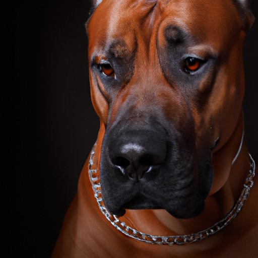 Which Dog Breed is the Most Aggressive? Exploring the Problem and Solutions