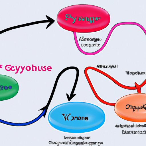 Exploring the Product of Glycolysis: A Comprehensive Guide