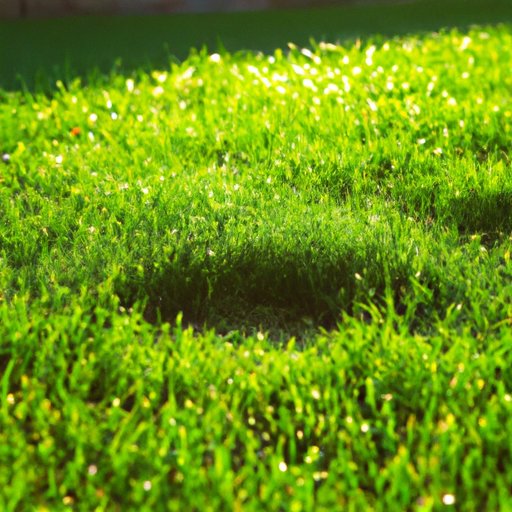 When is the Best Time to Water Your Lawn?