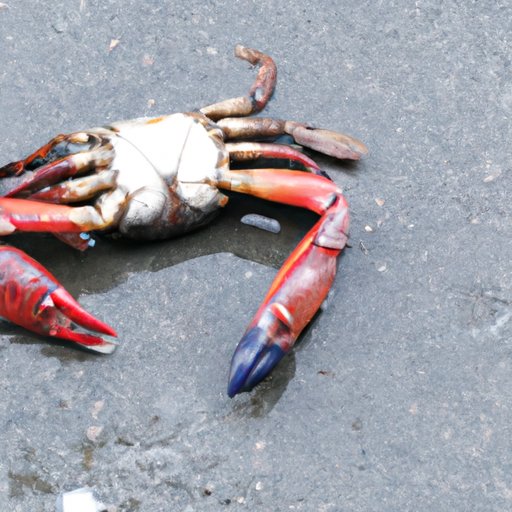 What is the Biggest Crab in the World? A Comprehensive Guide