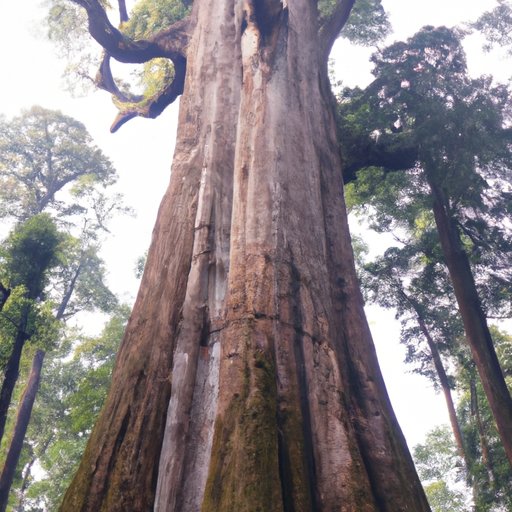 What is the Biggest Tree in the World?