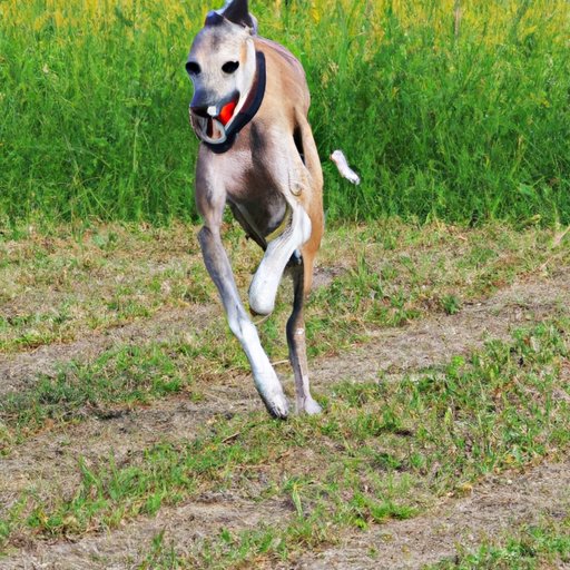 What is the Fastest Dog in the World? A Comprehensive Guide
