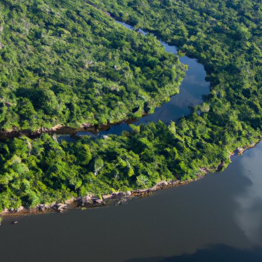 The Largest Rainforest in the World: An In-Depth Look at the Amazon Rainforest