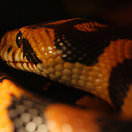 What is the Most Dangerous Snake? A Comprehensive Guide to the World’s Top 10 Deadliest Snakes