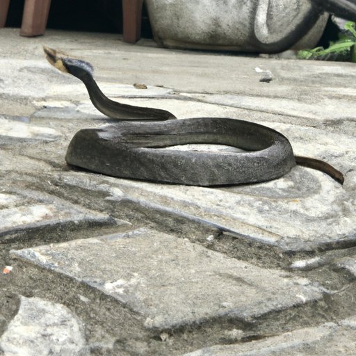 The Most Deadly Snake in the World: A Comprehensive Guide