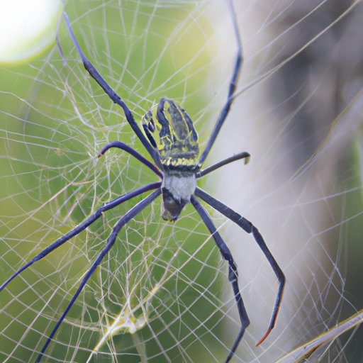 The Most Venomous Spider: A Comprehensive Exploration