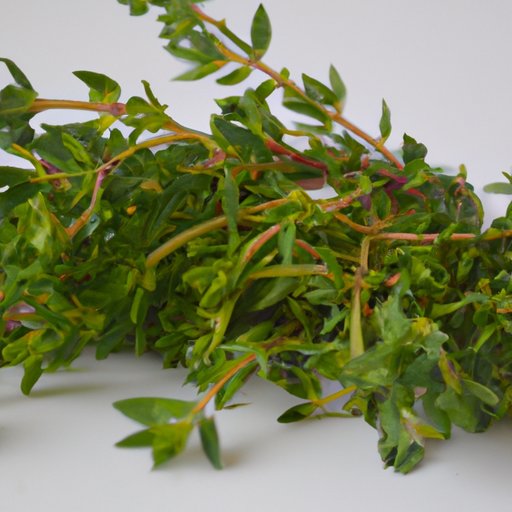What is Thyme Good For in Cooking? A Comprehensive Guide