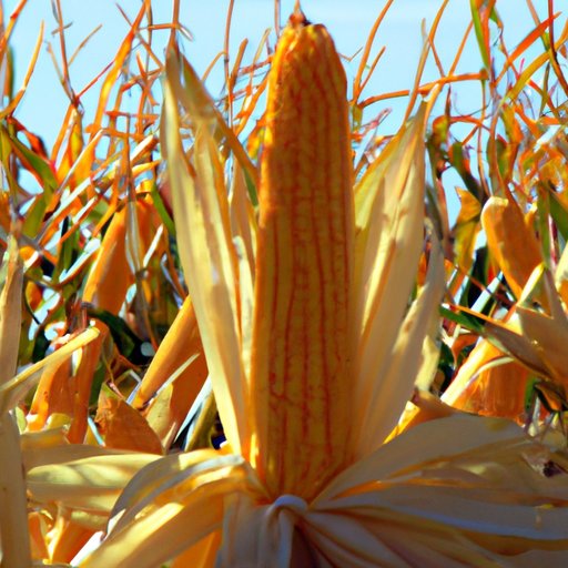 What State Grows the Most Corn? Exploring the US Corn Production Landscape