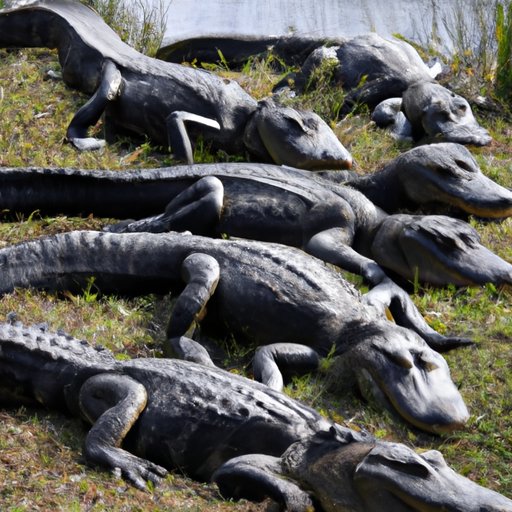 What State Has the Most Alligators? A Look at the Top 5 States and Their Habits