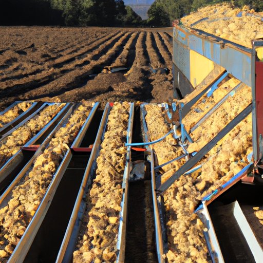 What State Produces the Most Potatoes? An Overview of Potato Production in the U.S.