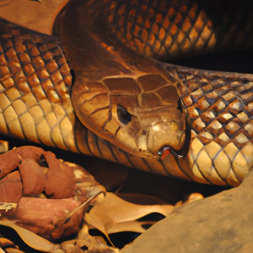 Exploring the Most Venomous Snake in the World: The Inland Taipan