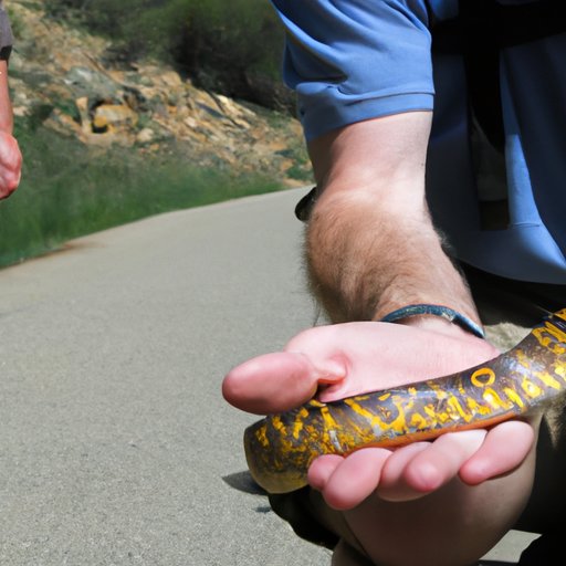 What To Do If Bitten By a Rattlesnake While Hiking