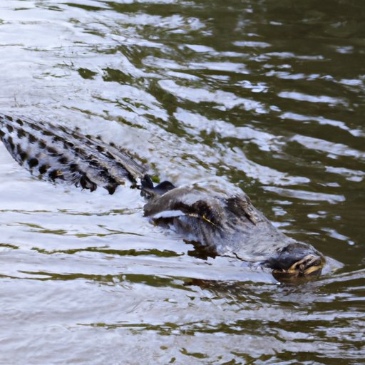 When Are Alligators Most Active? A Comprehensive Guide