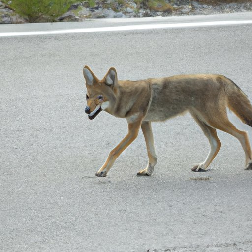 When Are Coyotes Most Active? A Comprehensive Guide
