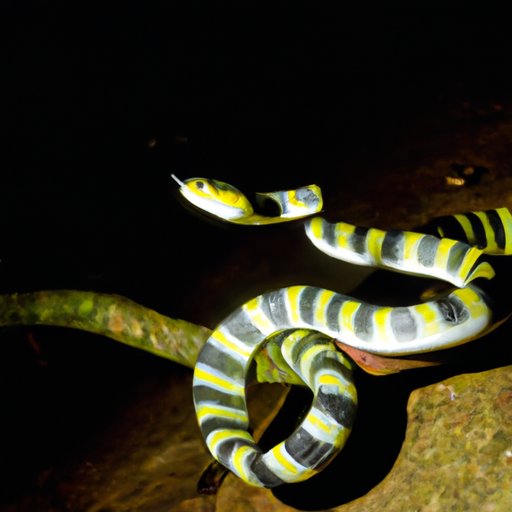 When Are Snakes Most Active? Investigating the Behavior of Different Species