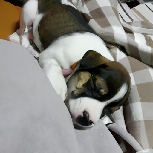 When Do Puppies Start Sleeping Through the Night?