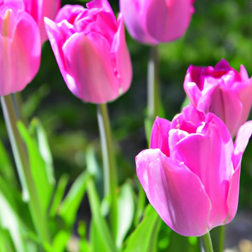 When is the Best Time to Plant Tulips?