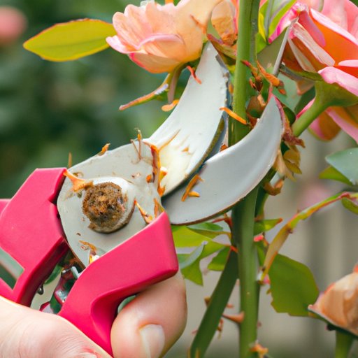 When is the Best Time to Prune Roses: A Comprehensive Guide