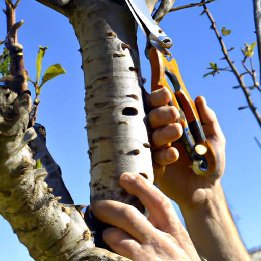 When Is the Best Time to Prune Trees? Exploring the Different Seasons and Factors to Consider