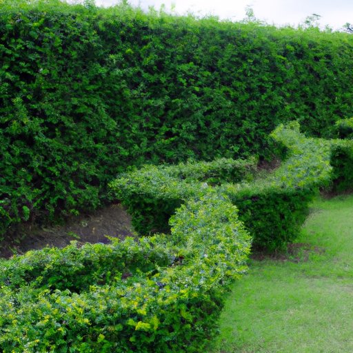 When is the Best Time to Trim Bushes? – A Guide for Pruning Different Types of Bushes