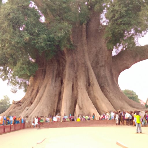 Exploring the Biggest Tree in the World: Location, Facts & History