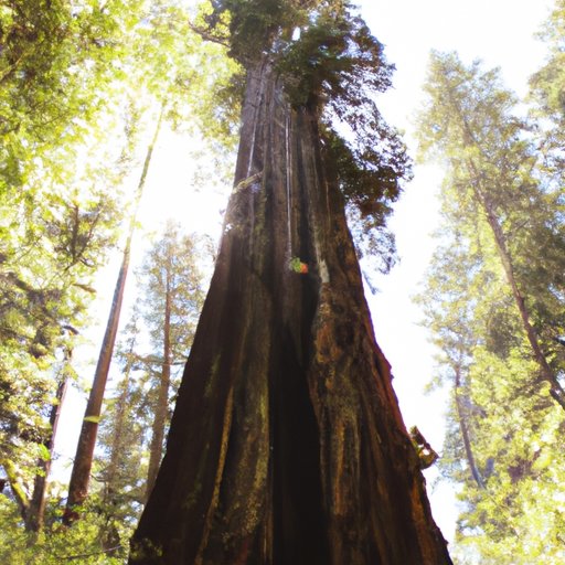 Exploring the World’s Tallest Tree: A Journey to California’s Redwood Forest