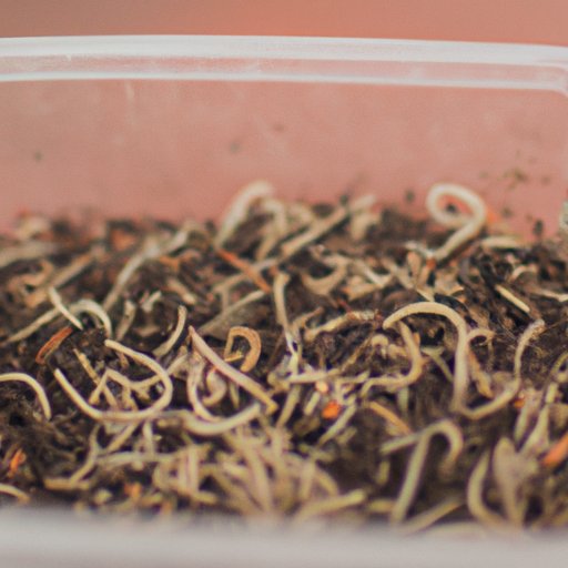 Where to Buy Worms for Fishing: A Guide to Finding the Best Deals, Types and Storage