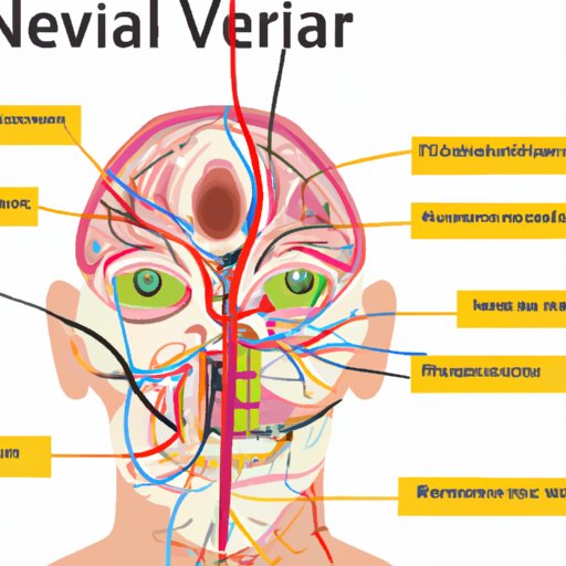 Which Cranial Nerve Innervates Most of the Visceral Organs?