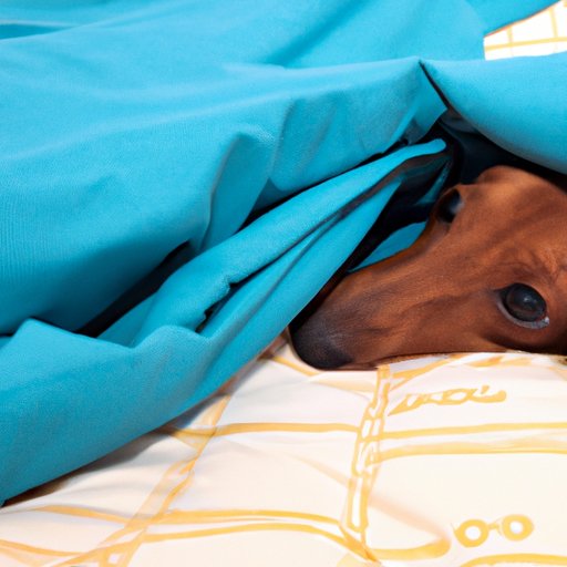 Why Do Dogs Go Under the Bed? Exploring Comfort, Security, and Stress