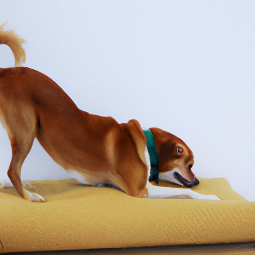 Why Do Dogs Scratch Their Beds? Exploring Solutions and Benefits