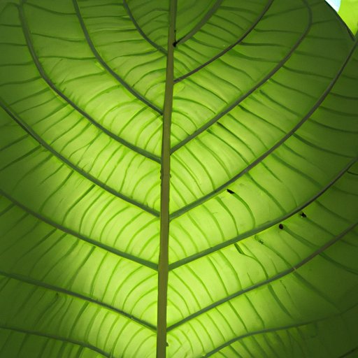 Exploring Why Most Leaves Appear Green
