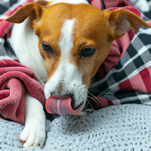Why Does My Dog Lick Blankets? – Exploring the Reasons and Benefits