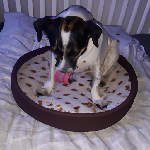 Why Does My Dog Lick His Bed? An In-Depth Look into the Reasons & Impact