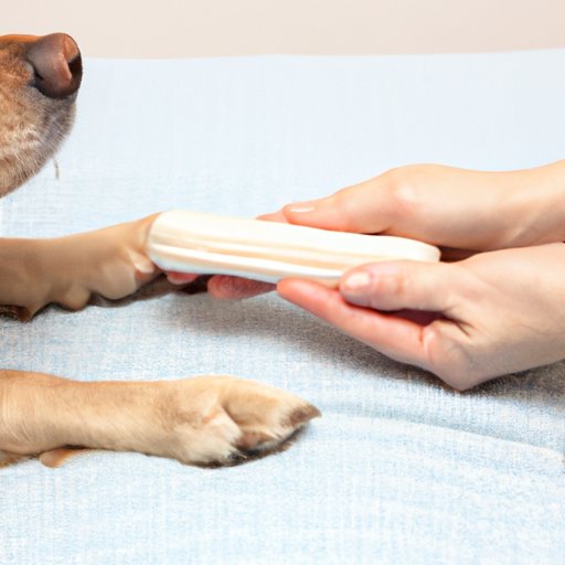 Why Does My Dog Scratch the Bed? A Comprehensive Guide