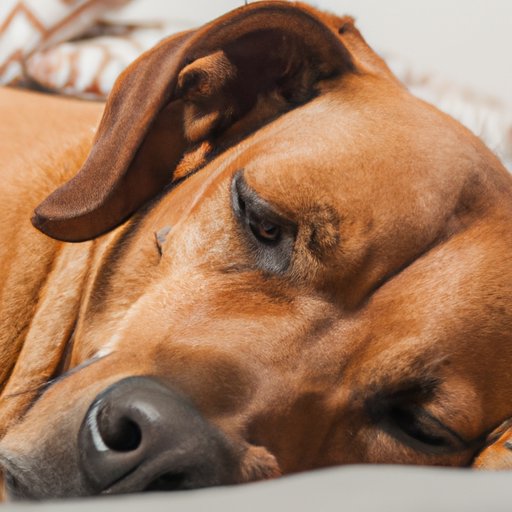 Why Does My Dog Twitch When Sleeping? Exploring the Causes and Solutions