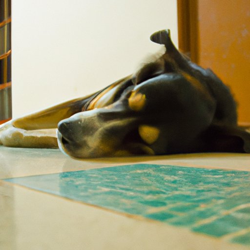 Why Is My Dog Always Sleeping? An In-Depth Look at the Causes and Health Implications